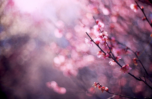 Backgrounds Tumblr Pretty